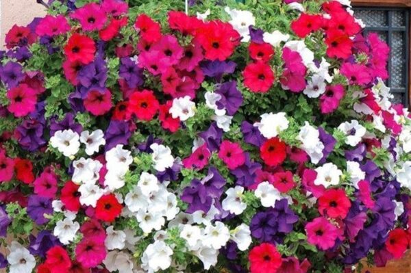 PETUNIA BALCONY MIX