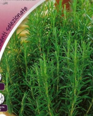 PICTORIAL PACKET Herb Rosemary