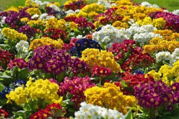 POLYANTHUS – COLOSSEA MIX MIXED