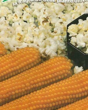 POPCORN – PICTORIAL PACKET