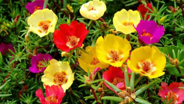 PORTULACA GRANDIFLORA SINGLE MIX