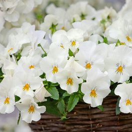 Pansy Cool Wave White Flower