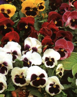 Pansy Giant Swiss Mixed Flower