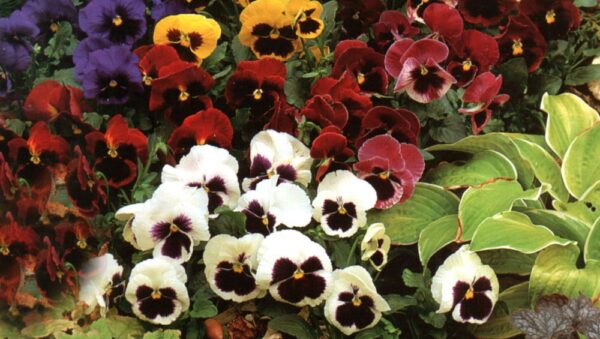 Pansy Giant Swiss Mixed Flower