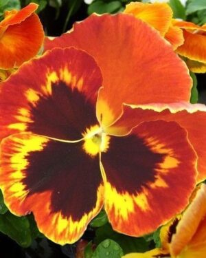 Pansy Swiss Giant Flame Flower