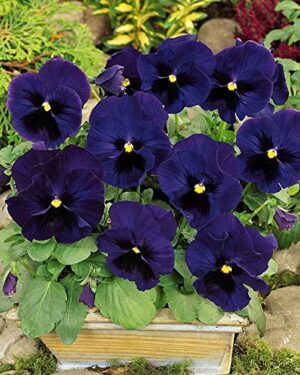 Pansy Swiss Giant Ulsswater (Deep Blue)