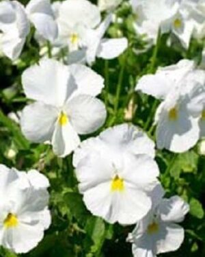 Pansy Swiss Giant White Lady Pure White
