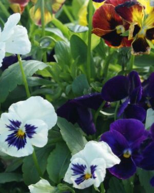 Pansy Tempo Mix Flower Seeds