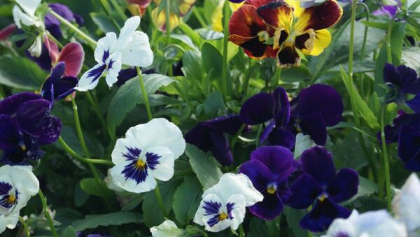 Pansy Tempo Mix Flower Seeds