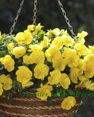 Pansy Trailing Winter Flowering Cool Wave Golden Yellow