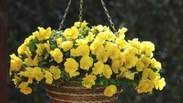 Pansy Trailing Winter Flowering Cool Wave Golden Yellow