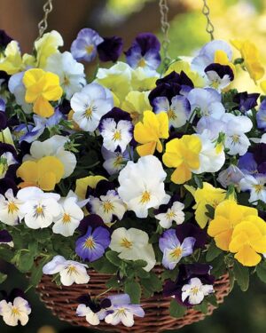 Pansy Trailing Winter Flowering Cool Wave Mixed