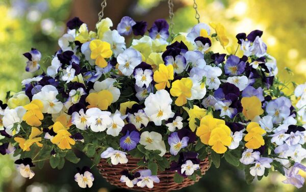 Pansy Trailing Winter Flowering Cool Wave Mixed