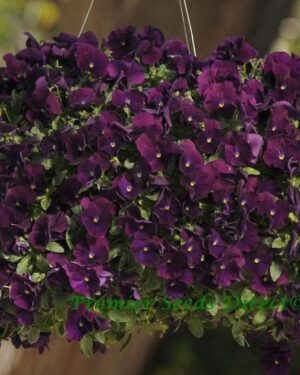 Pansy Trailing Winter Flowering Cool Wave Purple