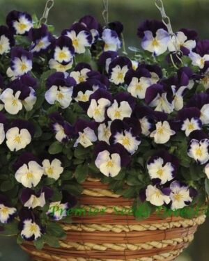 Pansy Trailing Winter Flowering Cool Wave Violet Wing