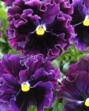 Pansy Winter Flowering Frizzle Sizzle F1 Mixed