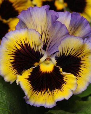 Pansy Winter Flowering Frizzle Sizzle F1 Yellow Blue Swirl
