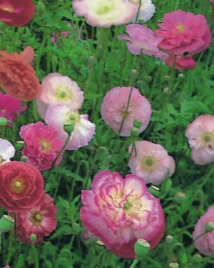 Papaver Double Shirley new