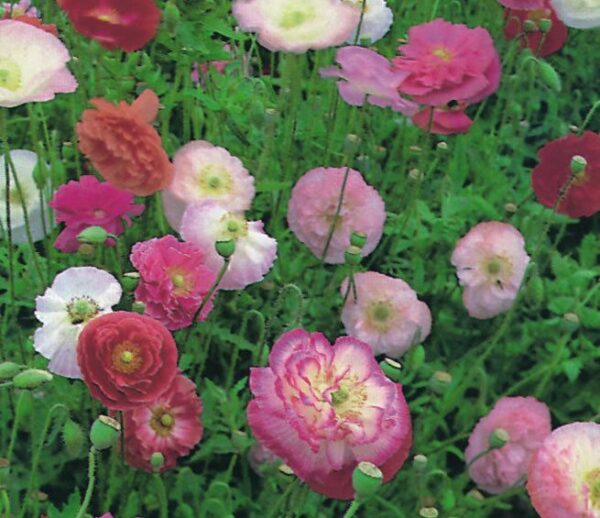 Papaver Double Shirley new 1