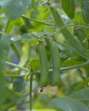 Potent Organic Rondo Peas