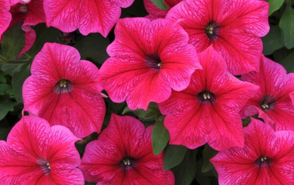 Petunia Nana Compacta Rose of Heavens Pink