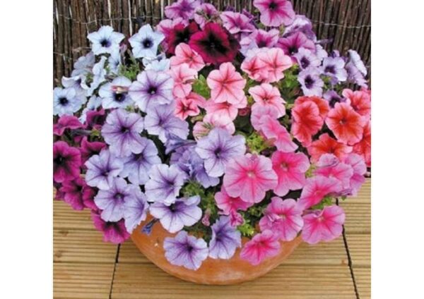 Petunia Superbissima Mixed new