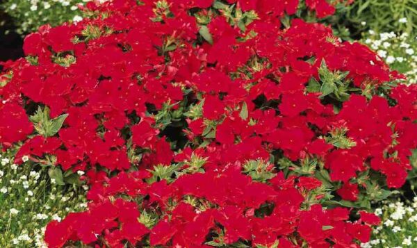 Phlox Scarlet Beauty