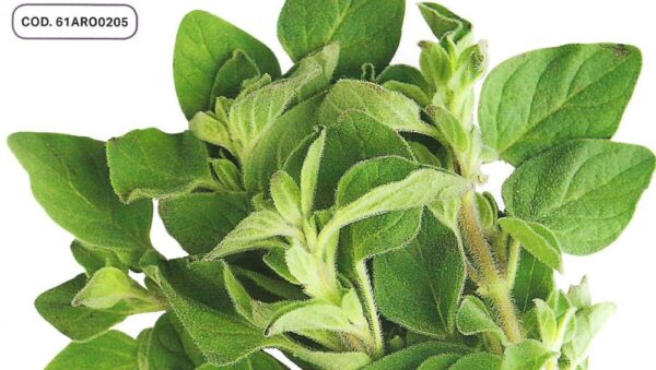 OREGANO-Pictorial HERB Packet