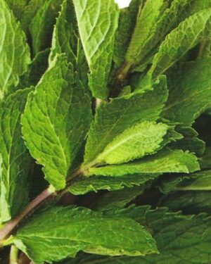 Pictorial Packet Herb Peppermint