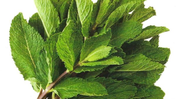 Pictorial Packet Herb Peppermint