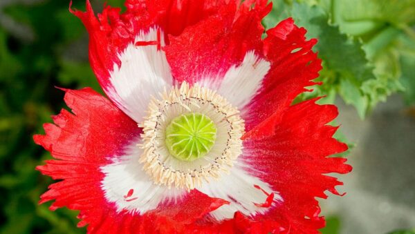 Poppy Papaver Danish Dwarf 2