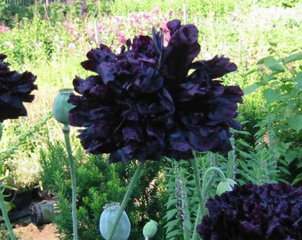 Poppy Papaver Somniferum Black Peony