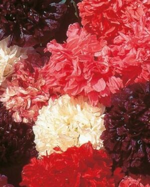 Poppy Somniferum Mixed Colours