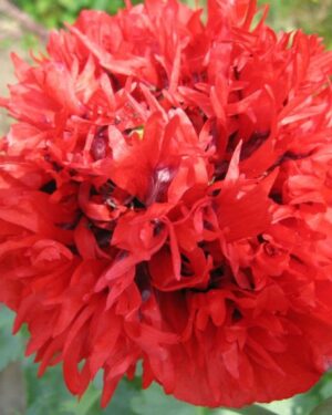 Poppy Somniferum Scarlet Red Peony