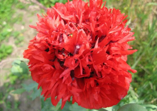 Poppy Somniferum Scarlet Red Peony