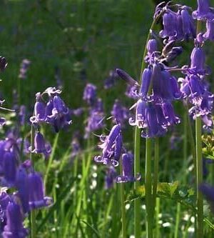 Pure English Bluebell Plant Seeds