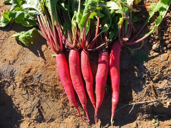 Radish China Rose Winter Organic