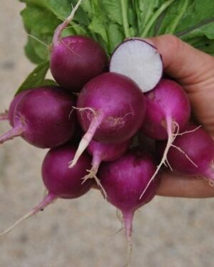 Radish Plum Purple Organic
