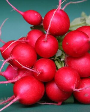 Radish – Cherry Belle Organic