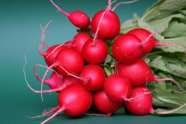 Radish – Cherry Belle Organic