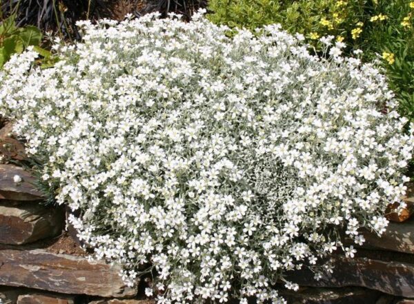 SNOW IN SUMMER – CERASTIUM TOMENTOSUM