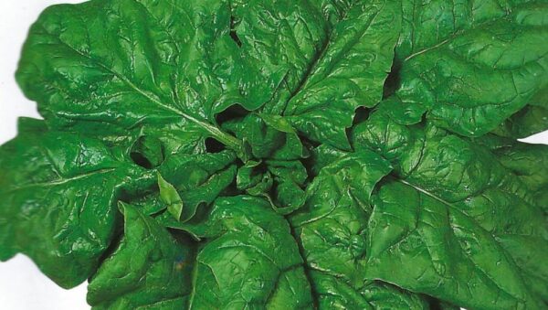 SPINACH GIGANTE INVERNO Seeds