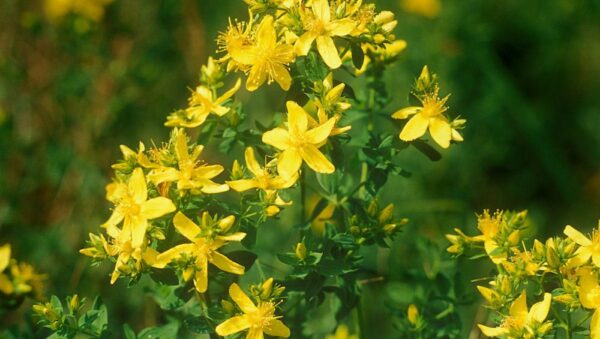 ST JOHNS WORT HYPERICUM PERFORATUM