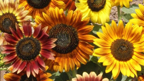 SUNFLOWER – AUTUMN BEAUTY SEEDS