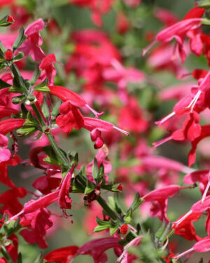 Salvia Scarlet Sage Coccinea