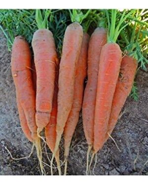 Seed Tape Carrot Nantes 6M (3X2M)