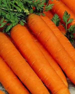 Seed Tape Carrot Resistafly F1-6M (3X2M)