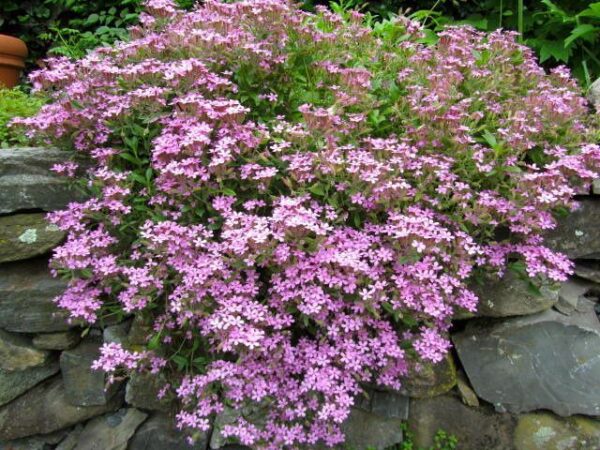 Soapwort Saponaria Ocymoides