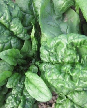 Spinach Bloomsdale Long Standing Organic