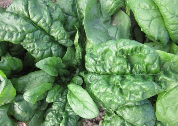 Spinach Bloomsdale Long Standing Organic